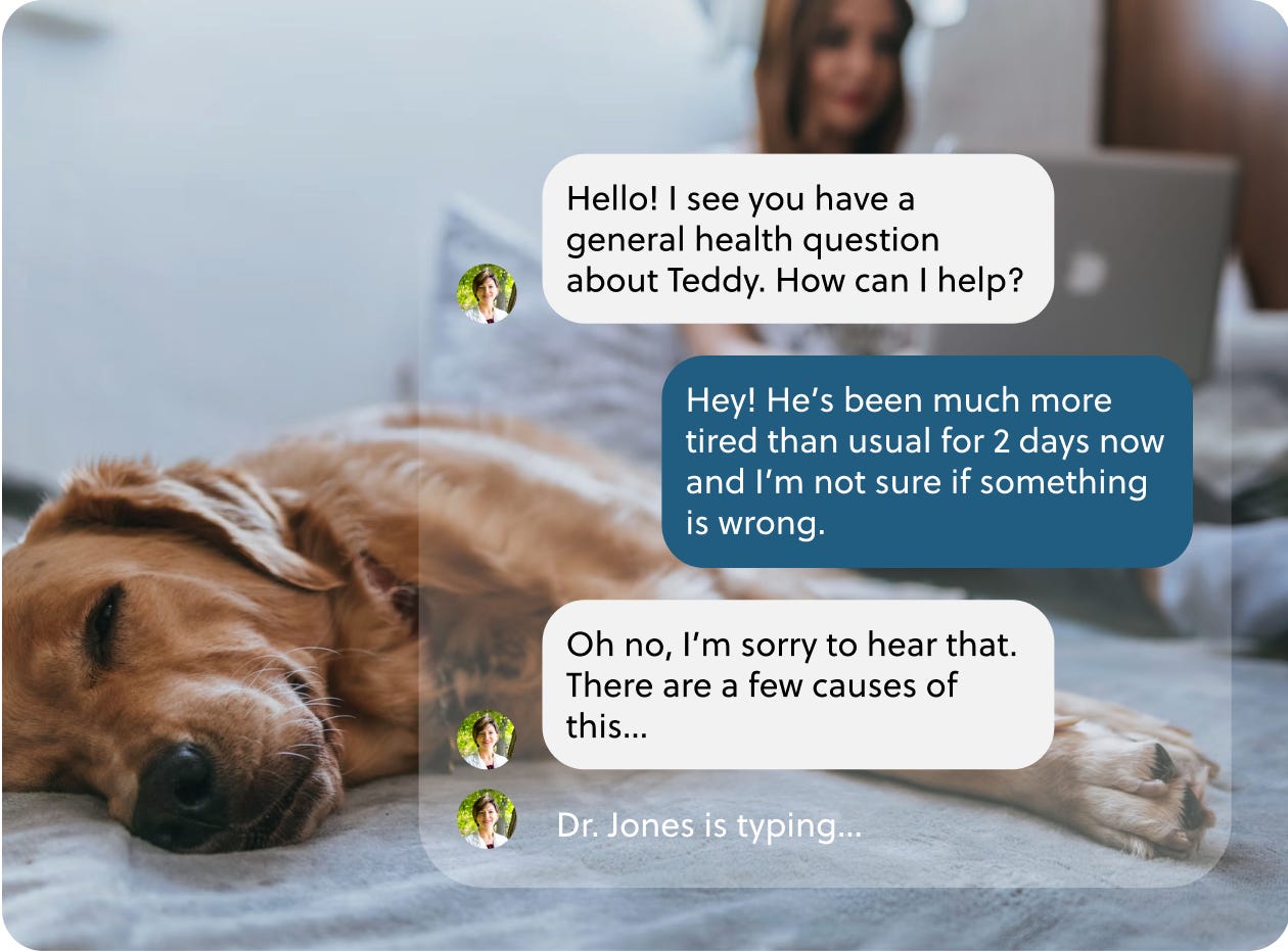 An interface showing a chat between an Otto vet and a pet owner overlaid over an image of a dog lying on a bed