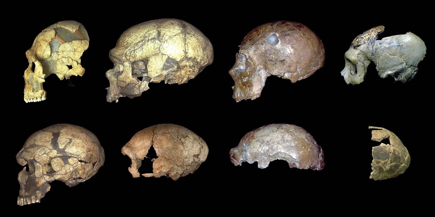 Photos of eight Neandertal skulls and partial skulls seen from left side Photos of eight Neandertal skulls and partial skulls seen from left side