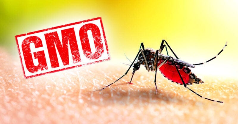 mosquitoe and letters "GMO"