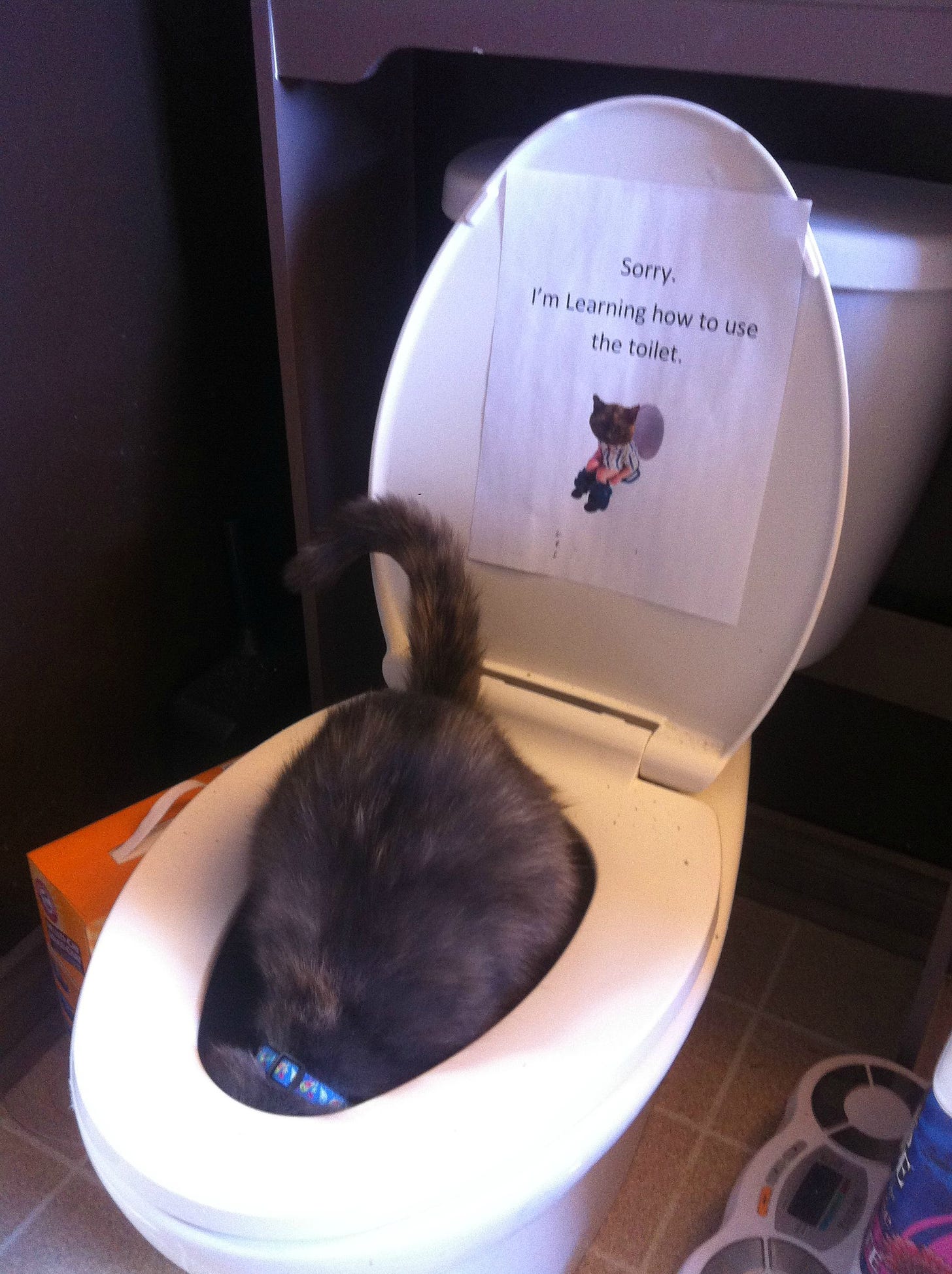 Thought-successfully-toilet-trained-cat-until-I-found-this