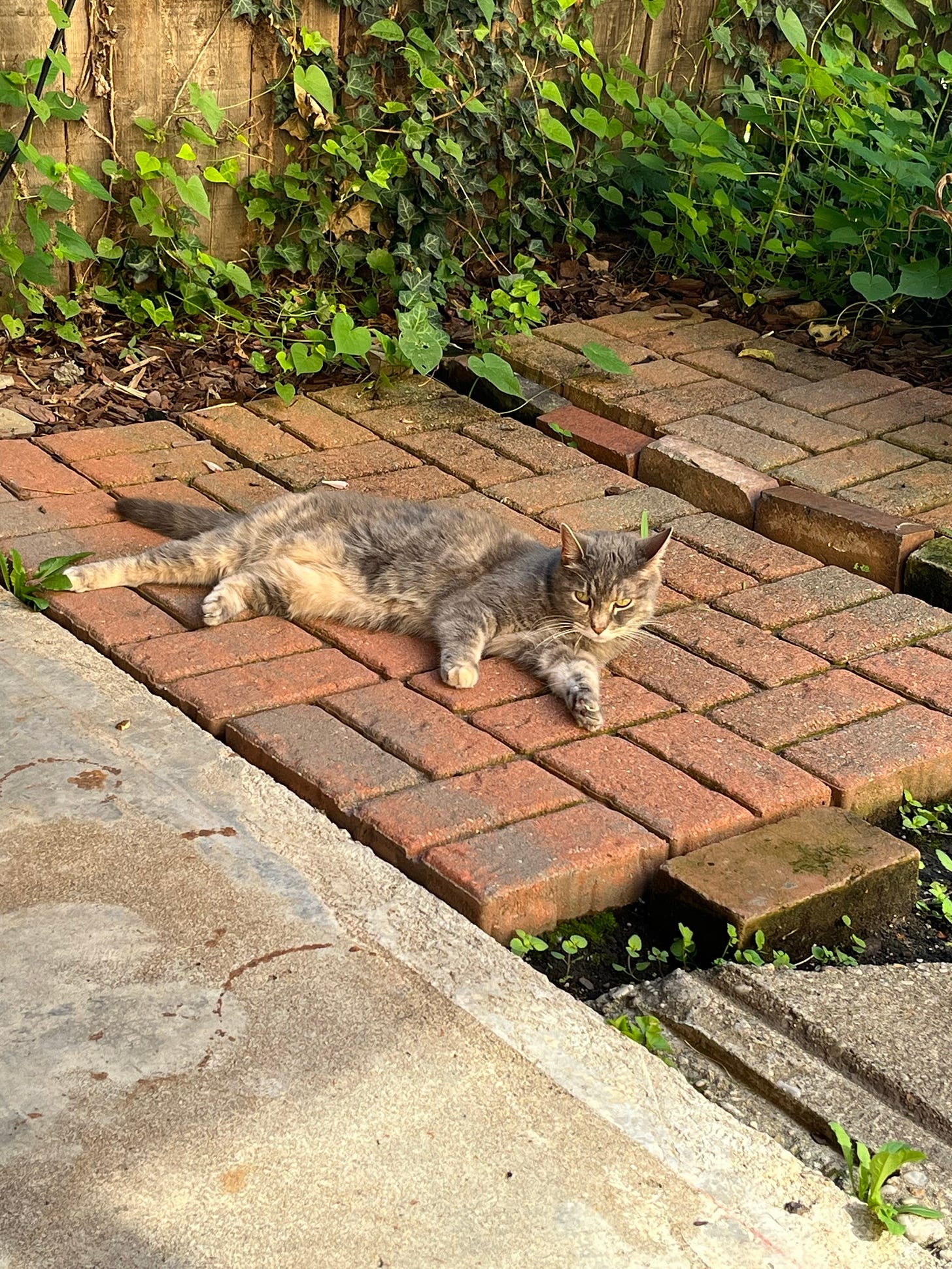A dilute tortie cat sitting on a brick pavilion, looking quite relaxed, with many vines in the background