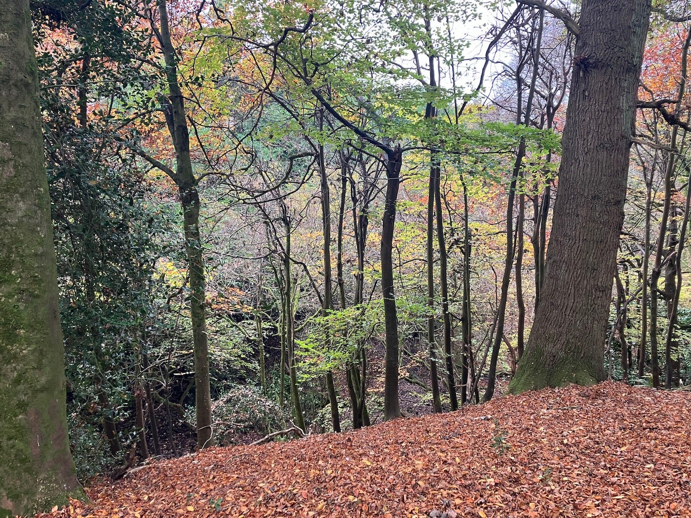Green wooded area with ground covered in brown and yellow leaves