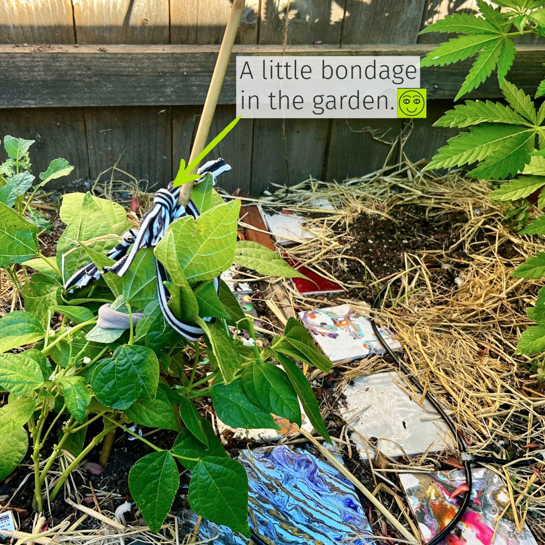 plants tied to stakes in garden