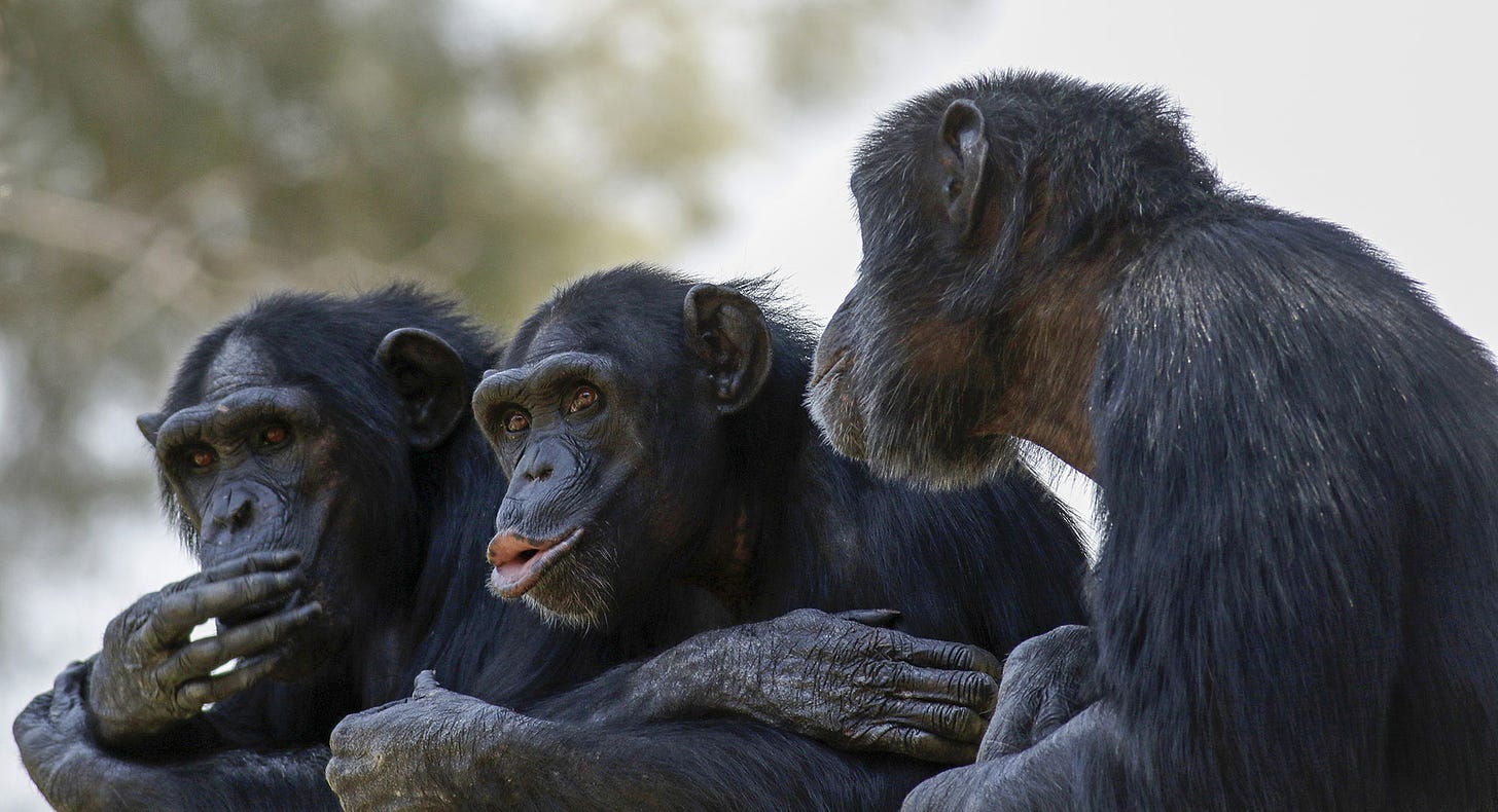 Why Can't Apes Talk? – SAPIENS