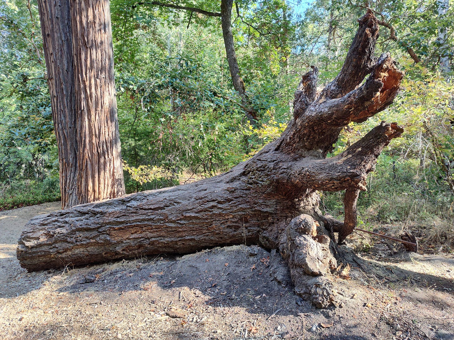 A stump with roots at one end in front of a tree