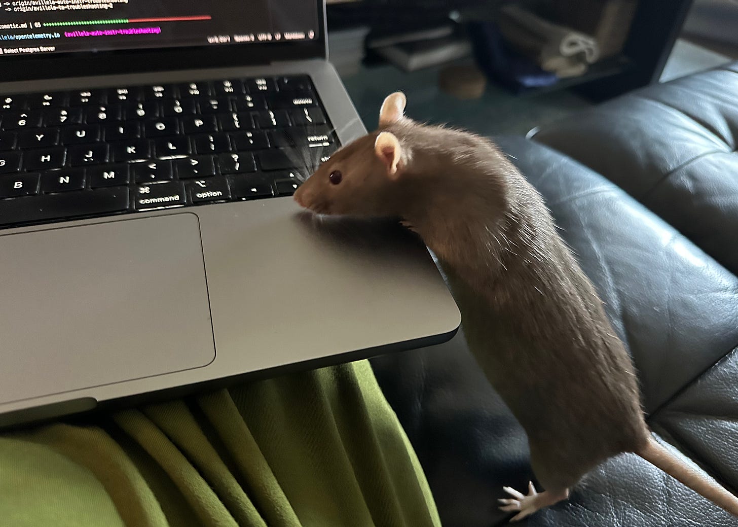 Brown fancy rat peering over laptop keyboard.
