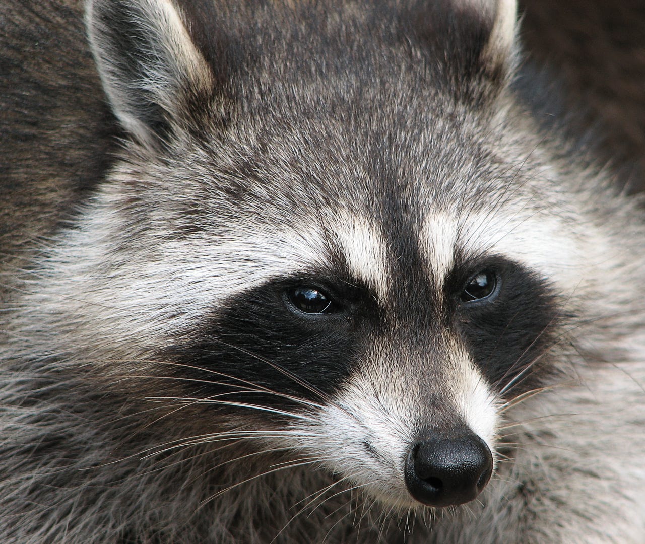File:Raccoon (Procyon lotor) 2.jpg - Wikimedia Commons