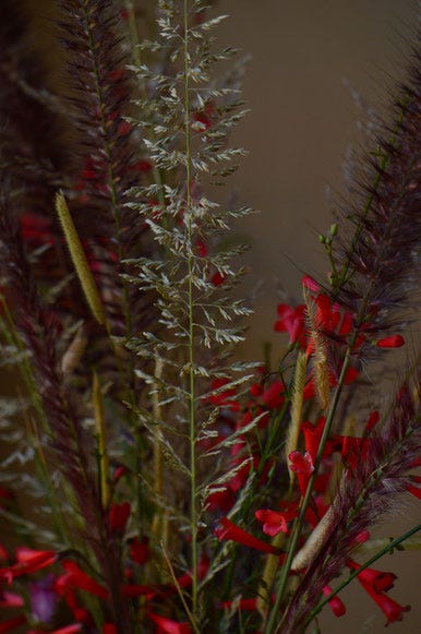 three ornamental grasses: Muhlenbergia Autumn Glow, Pennisetum rubrum, and Bouteloua Blonde Ambition