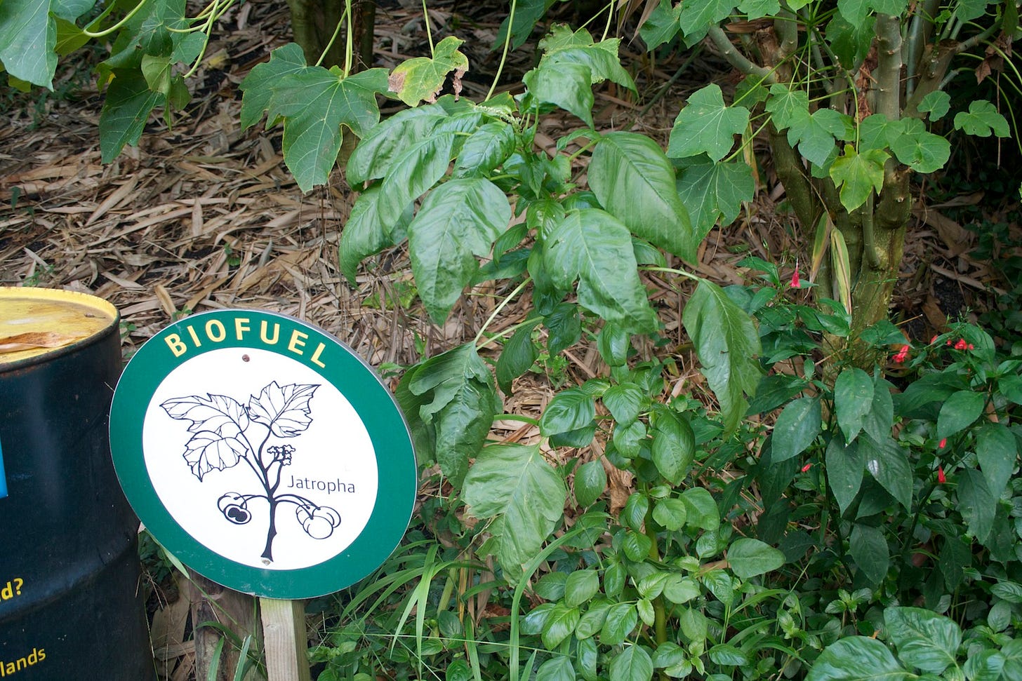 A green leafy plant rises above a forest floor scattered with long, dried leaves. In the bottom left corner, an old oil barrel stands next to a round sign proclaiming this to be Jatropha, a biofuel plant.
