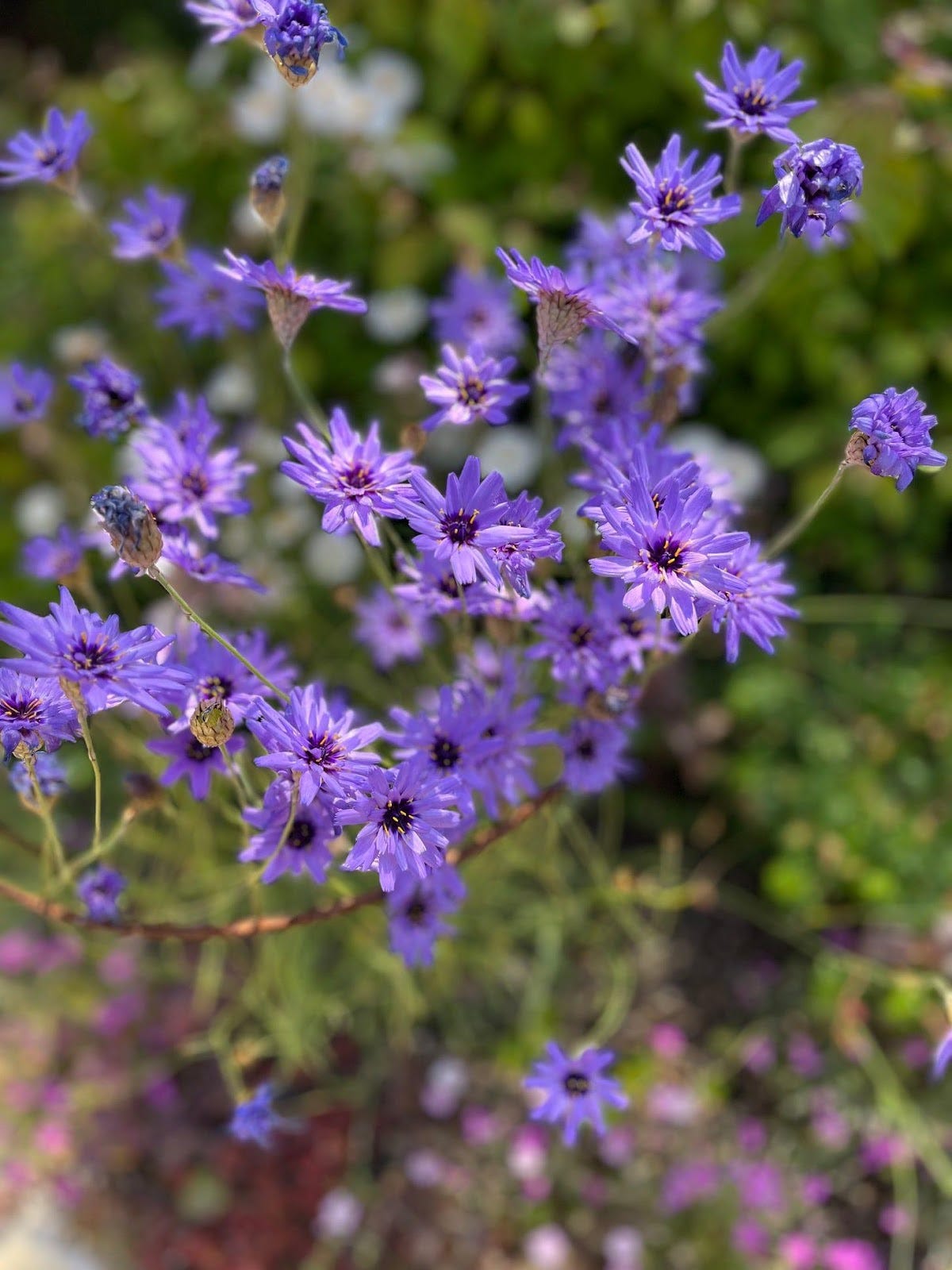 A close up of purple flowers

Description automatically generated