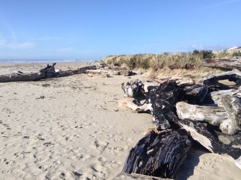 Driftwood on Rockaway beach