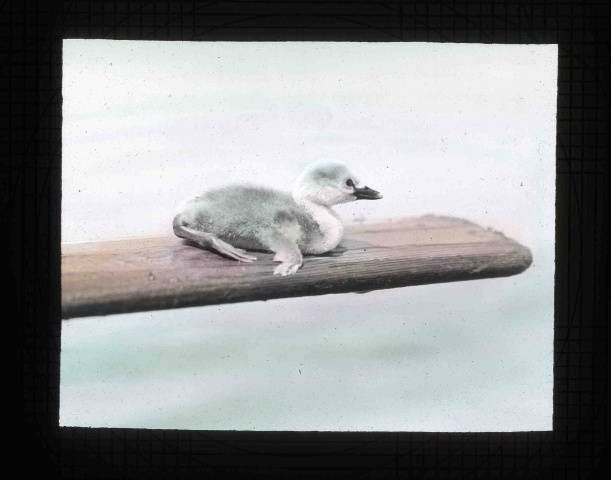 Young duckling on oar