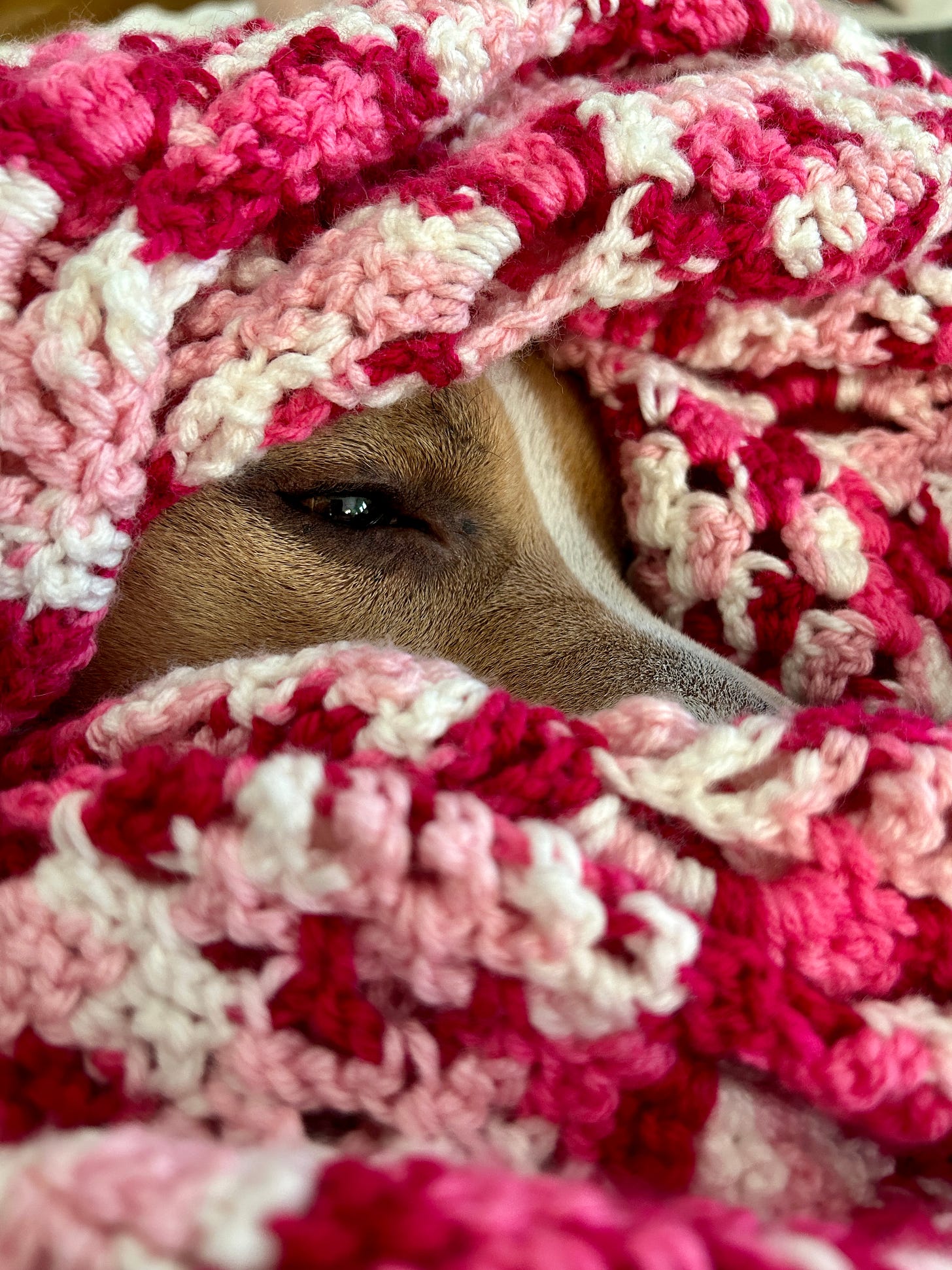 Elvis wrapped in a pink and white blanket