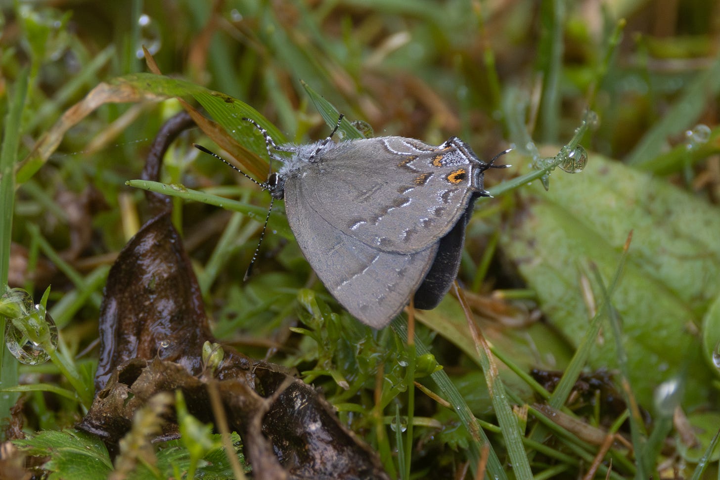 a tiny gray butterfly with striped legs hanging upside down from a blade of grass. it is facing left. it has an orange spot and little tails on the edge of its hindwings, which also have a few gray stripes on them.