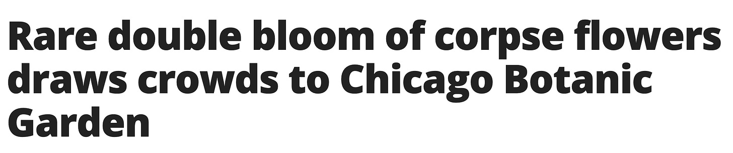 Headline that reads "Rare double bloom of corpse flowers draws crowds to Chicago Botanic Garden"