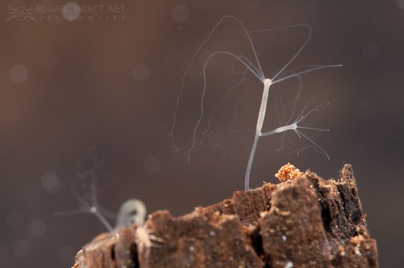 Freshwater cnidarian Brown hydra (Hydra oligactis), produc… | Flickr