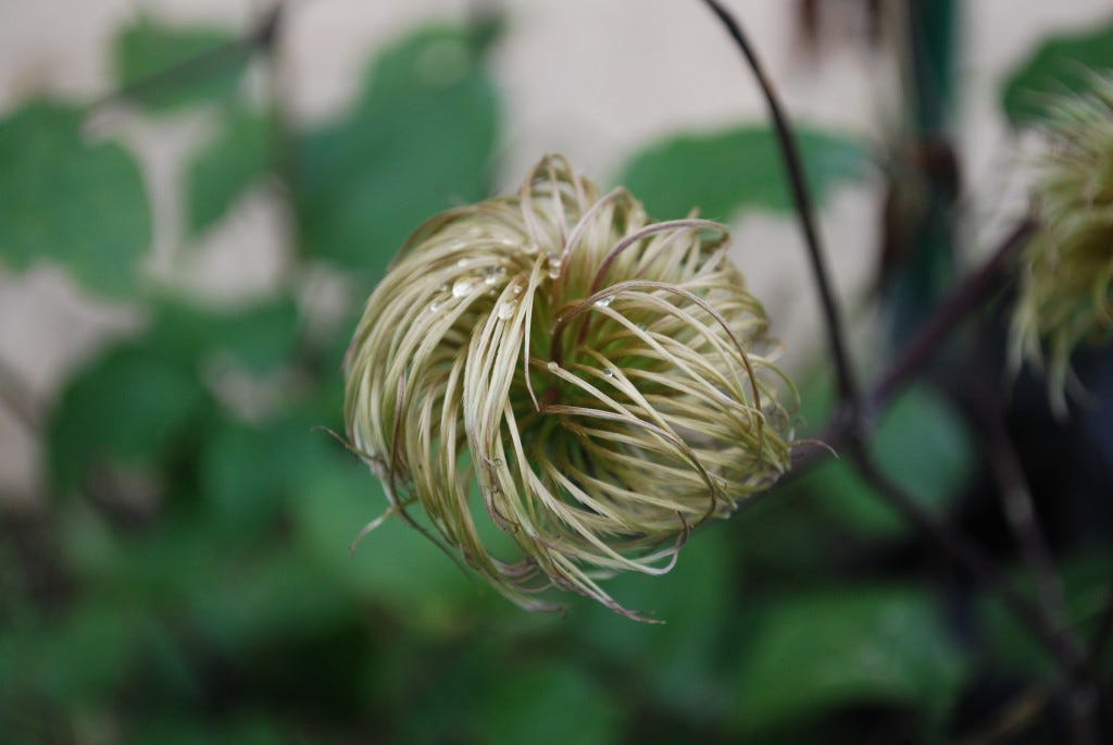 Wavy hair plant