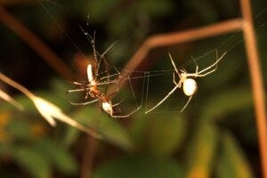 the candy-striped spider is a very common spider in North America