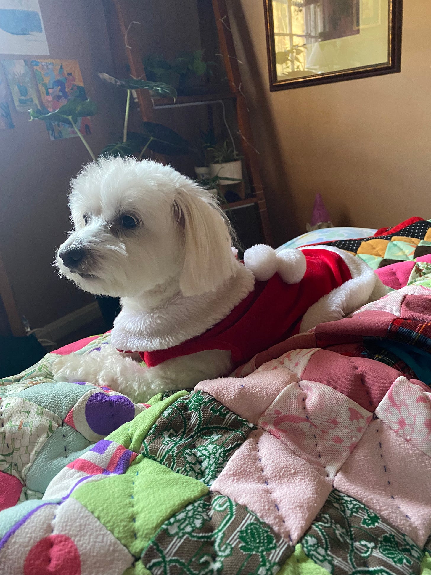 A small white dog in a Ms. Claus costume laying on a quilt.
