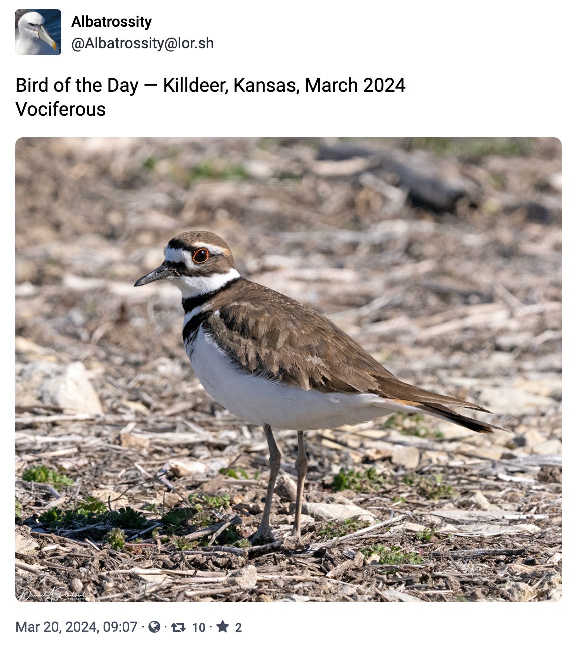 Bird of the Day — Killdeer, Kansas, March 2024