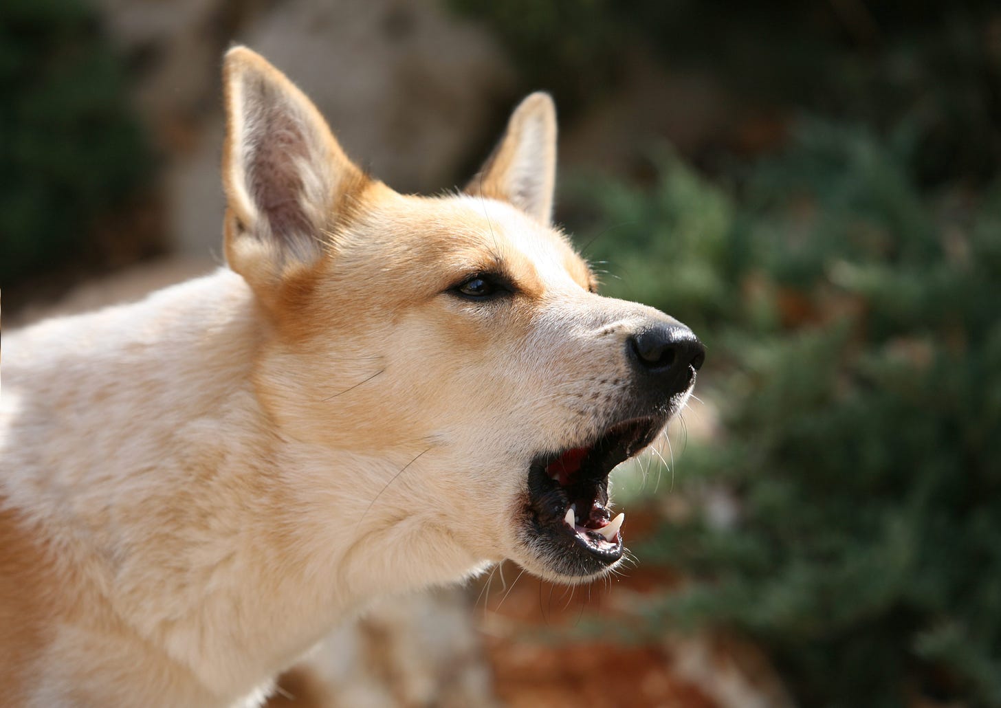 How to Stop Your Dog from Barking—Without Yelling | Reader's Digest