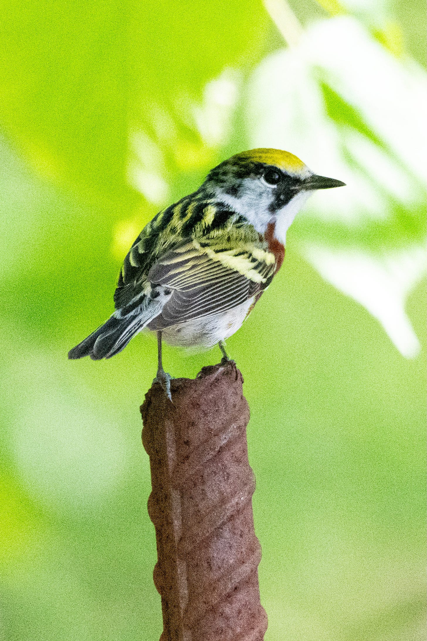 A small bird with a lime green cap and a burgundy stripe flanking its breast sits on top of a rusty stanchion