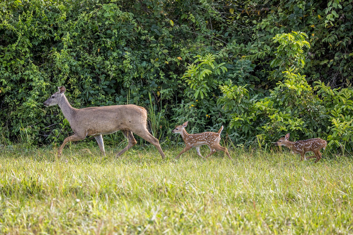 A female white-tailed deer walking with two fawns behind, across a green meadow with trees in the background.