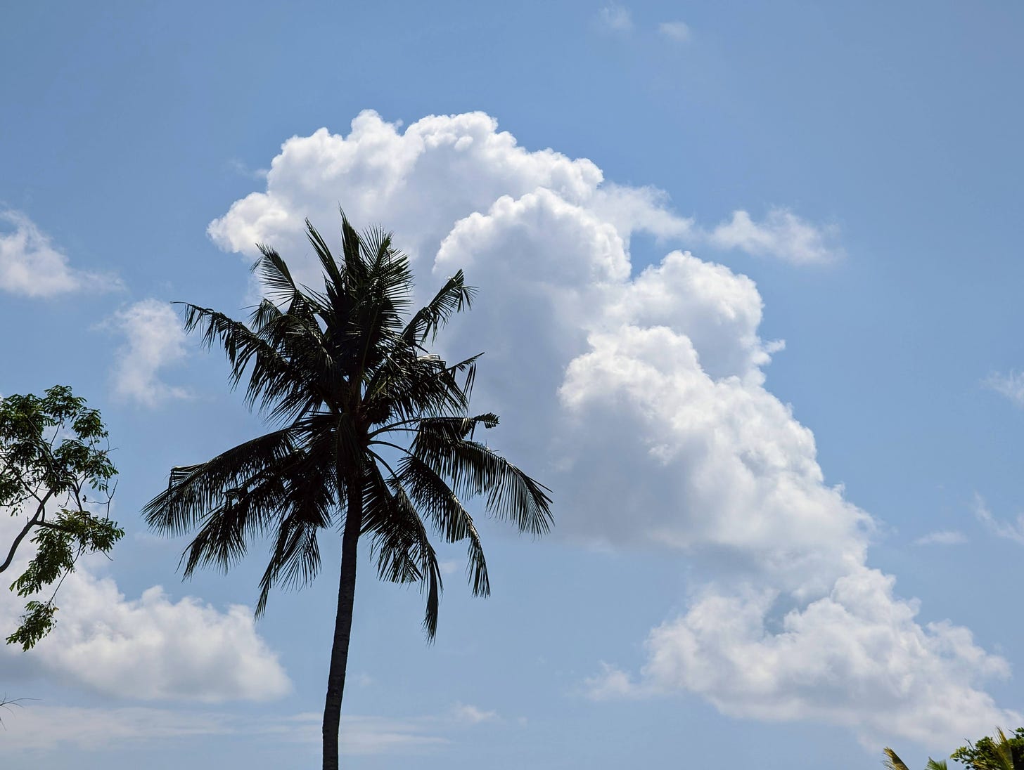 A palm tree in the foreground with white clouds and blue sky in the background