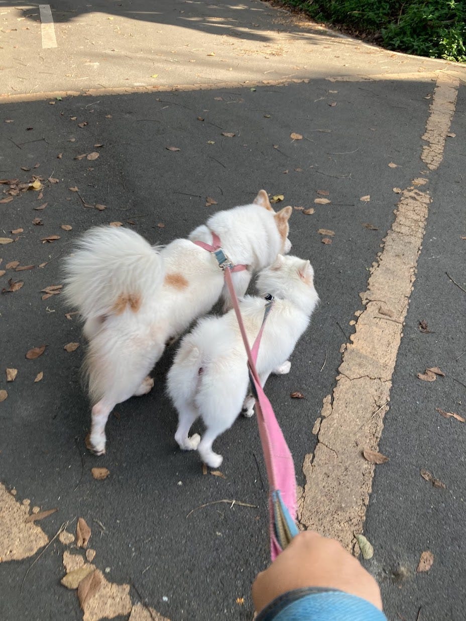 Regina Peralta of Buhay Copywriter walks their two dogs, Hershey and Auro.