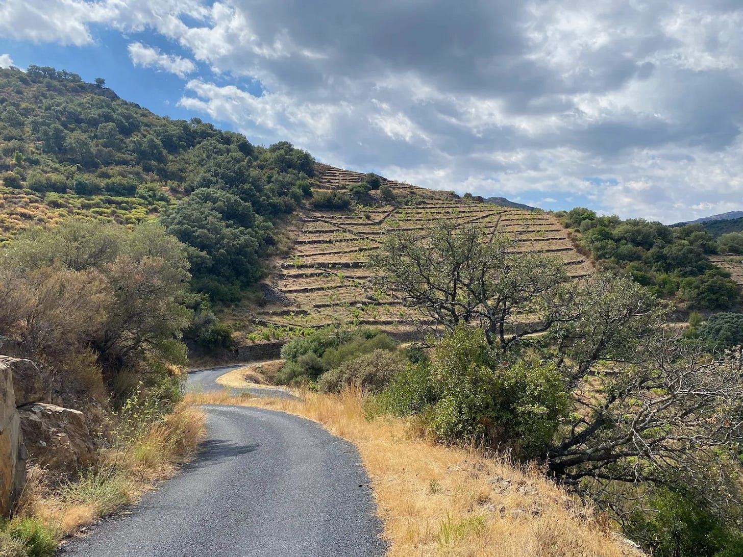 Vignes Vignes