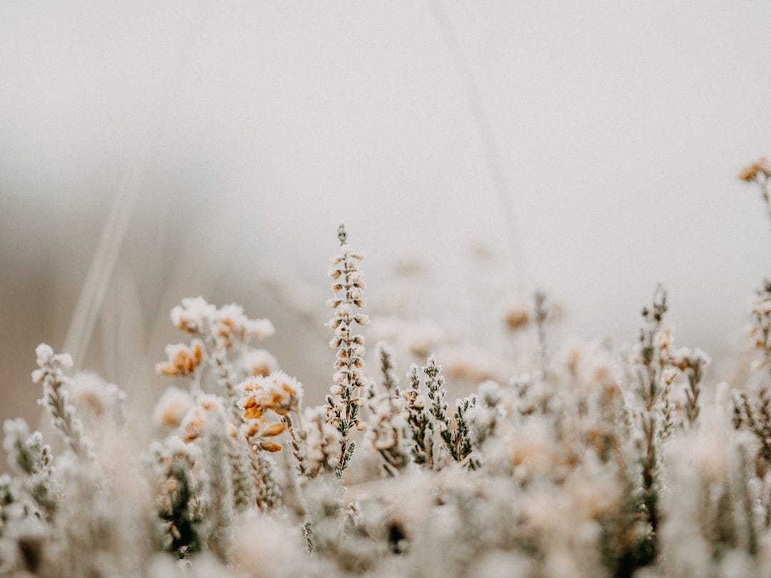 white flowers on brown grass white flowers on brown grass