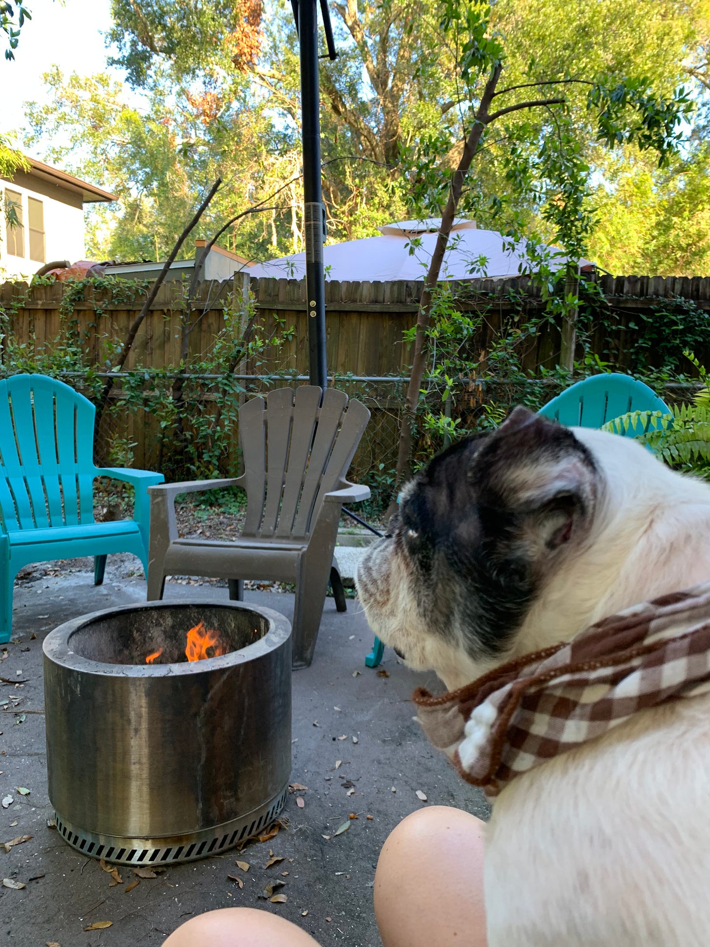 dog sits on my lap while i watch the fire die down