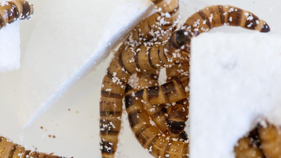 Scientists in Kenya are studying how mealworms could help solve Africa's plastic waste crisis by consuming polystyrene.