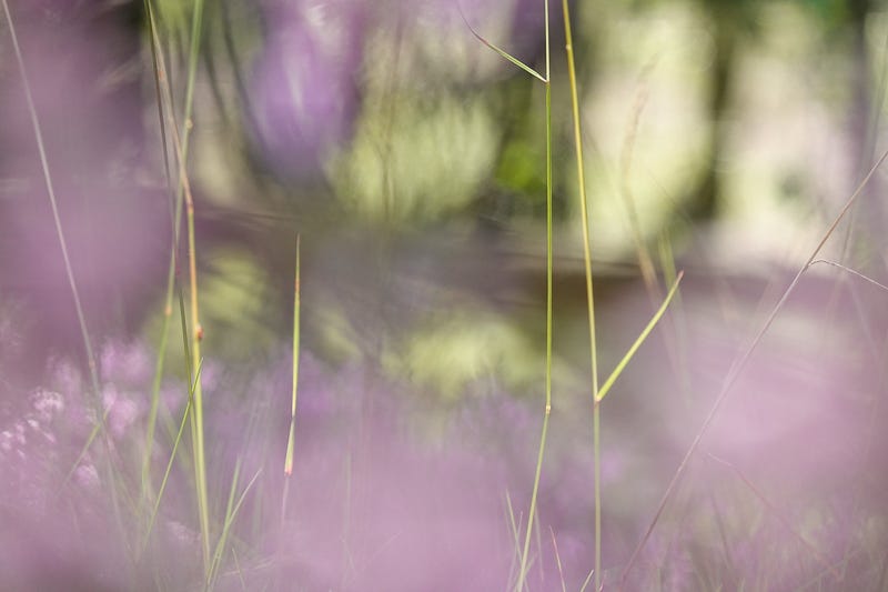 A soft dreamlike of purple heather, sunlight dappling the birch trees beyond