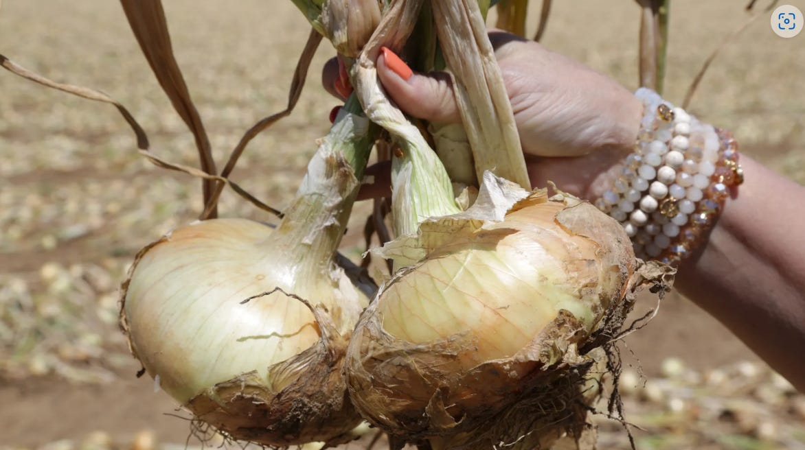 A photo of Vidalia Onions 