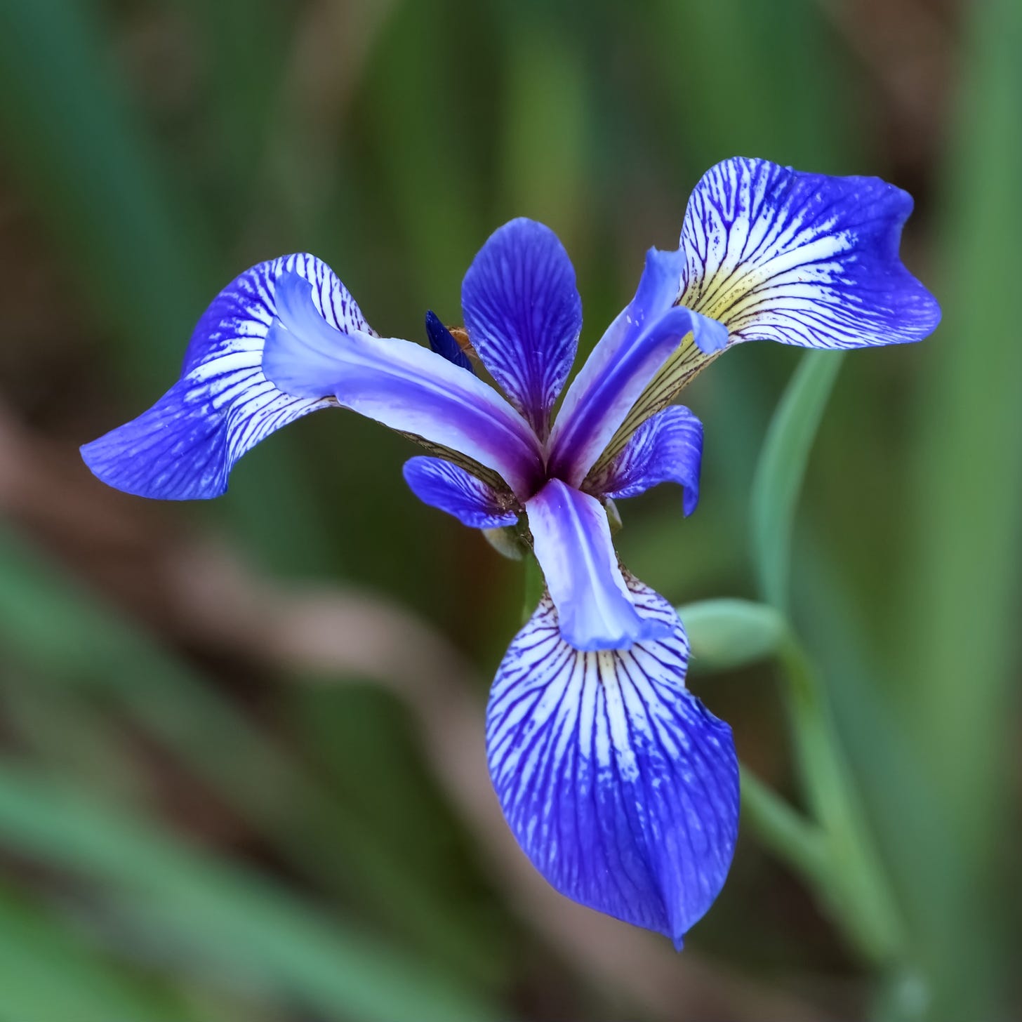 A Northern Blue Flag Iris, viewed from above, in elegant three-point symmetry.