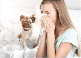 Allergic to Dogs: Symptoms, Causes and ...