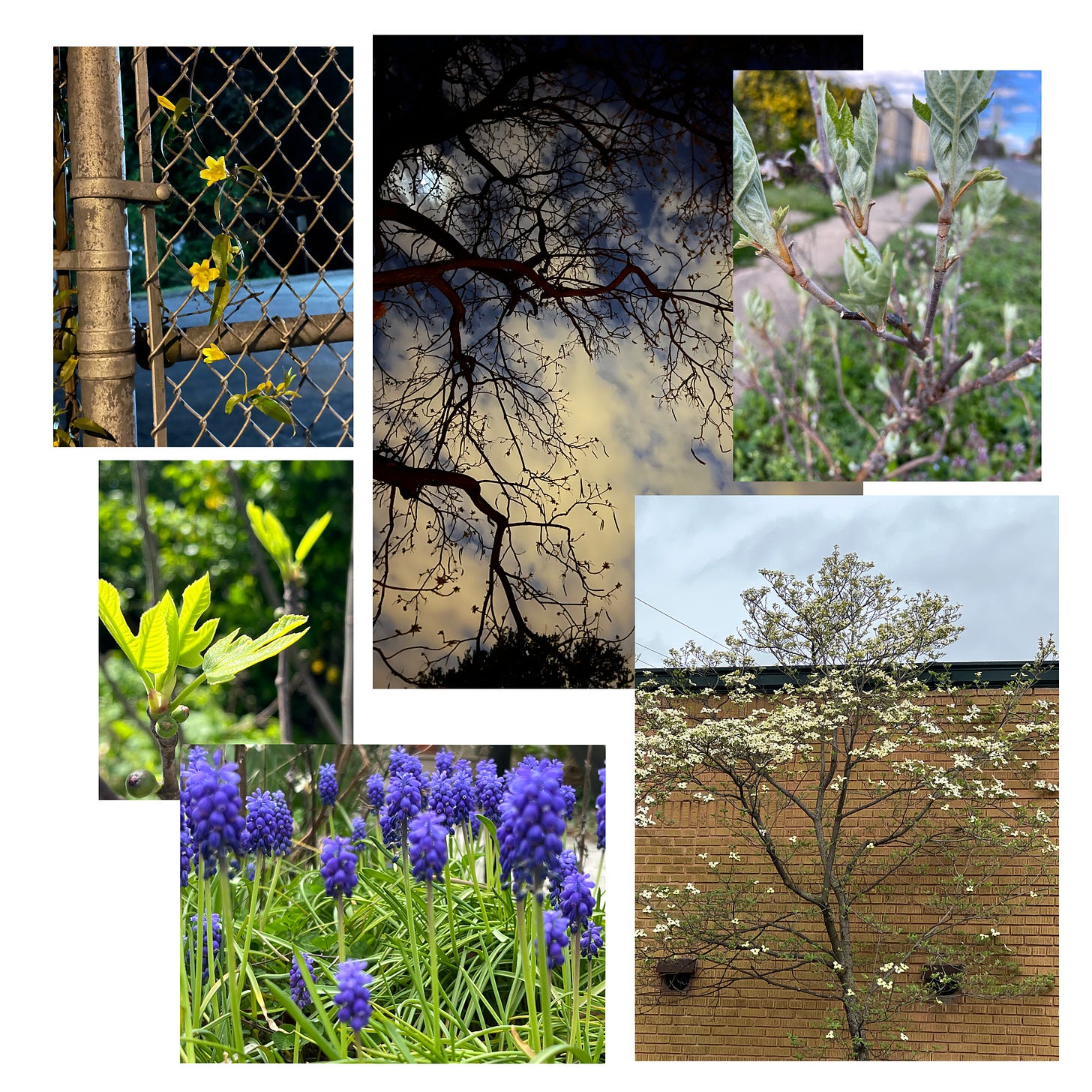 Images of plants, new growth, yellow flowers on a chain fence, a tree against the night sky, purple flowers