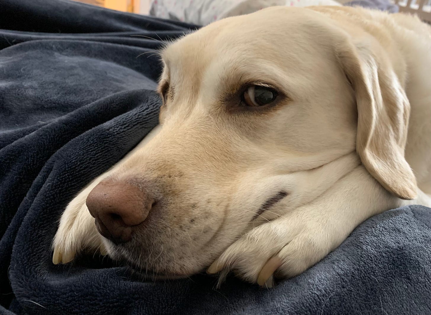 A yellow Labrador retriever lays on a blanket in bed with her paws under her chin. She looks like she's smiling. 