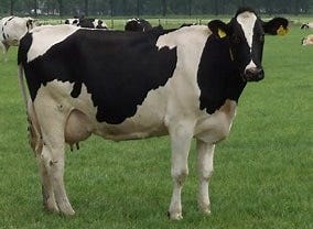 Image result for holstein cow. Size: 219 x 160. Source: japari-library.com