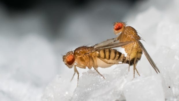 Why fruit flies produce giant sperm 20 times their body length | CBC Radio