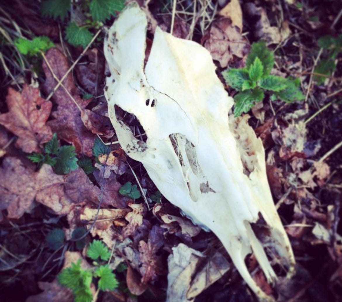 A deer skull on the forest floor