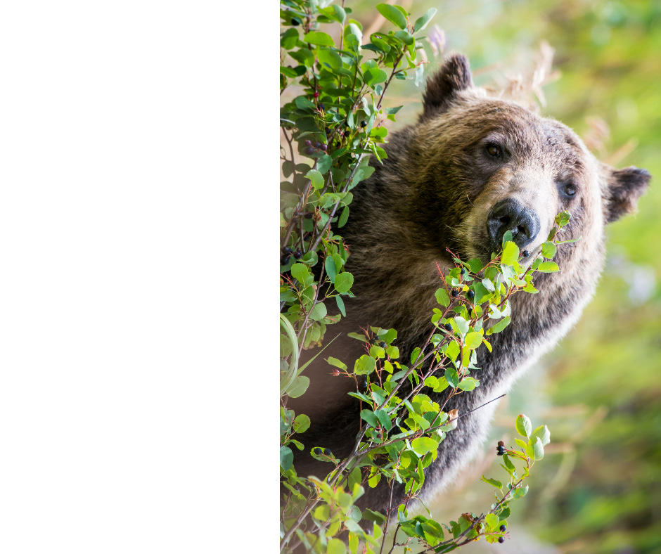 Grizzly bear eating berries