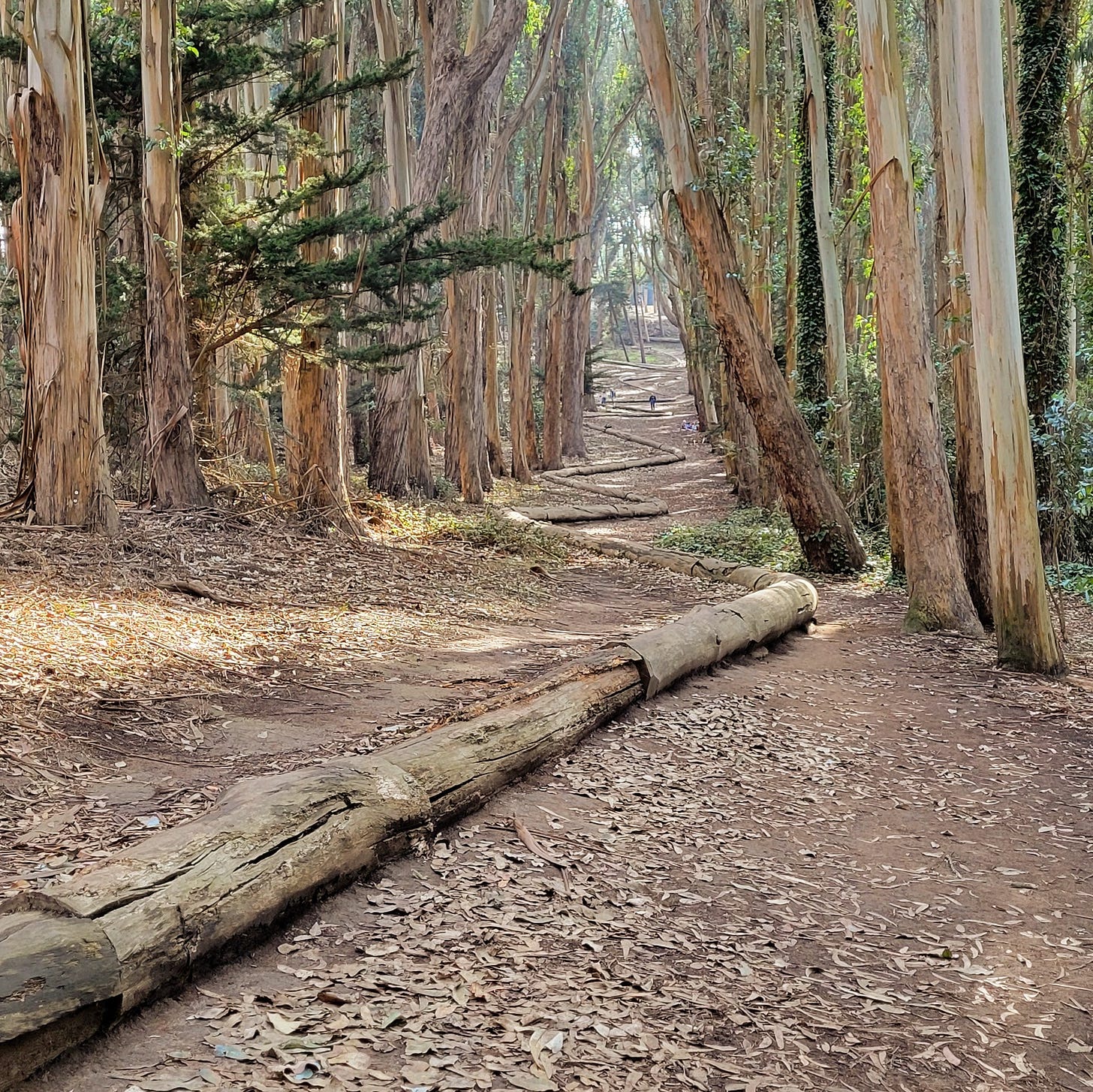 Photo of Andy Goldsworthy's Wood Line in the Presidio of San Francisco.