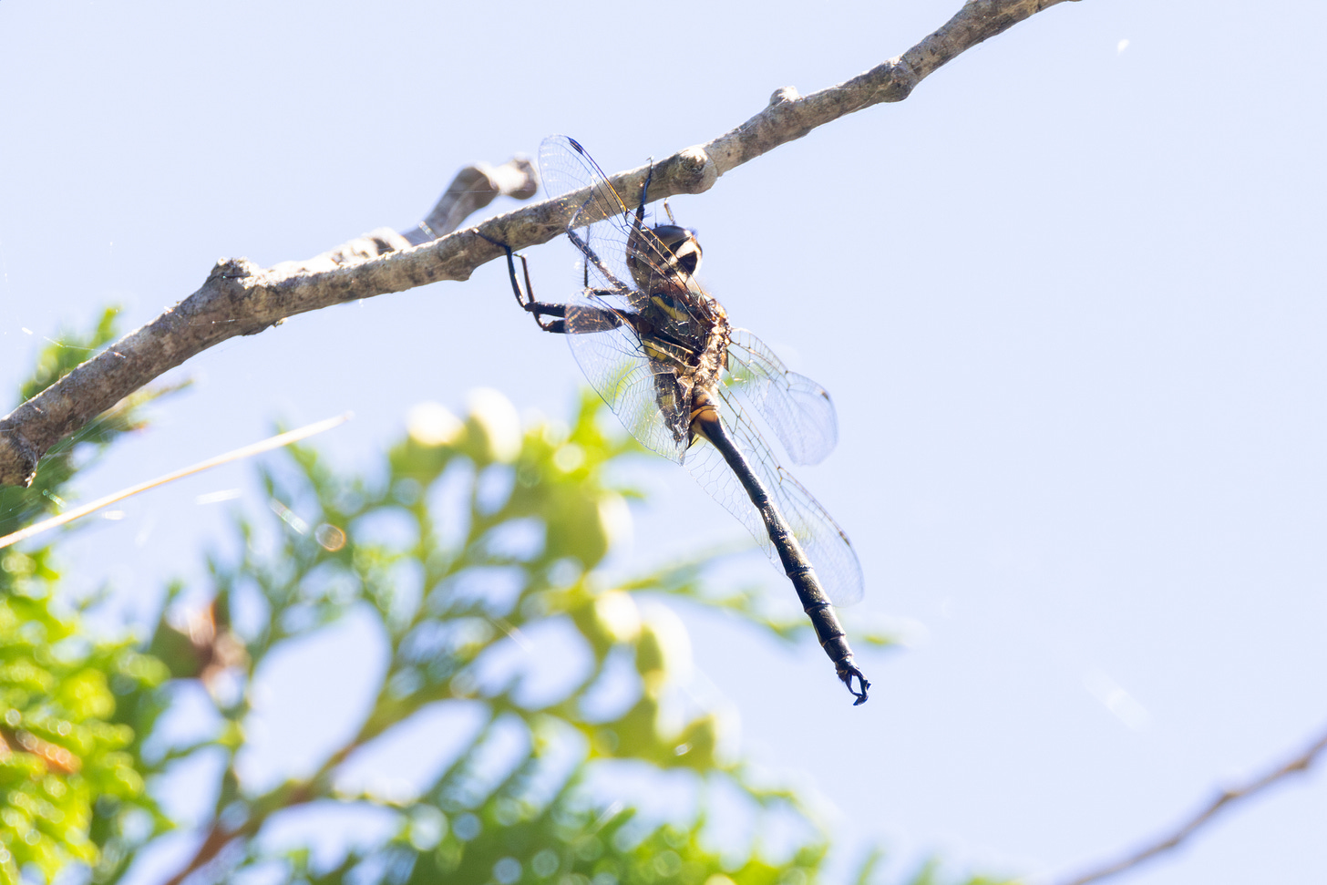 a dragonfly hanging from a stick. it is mostly brownish with a long black abdomen. the yellow stripes are visinle through its left wings and the abdomen ends in a clasp, almost like a hand making an O shape.