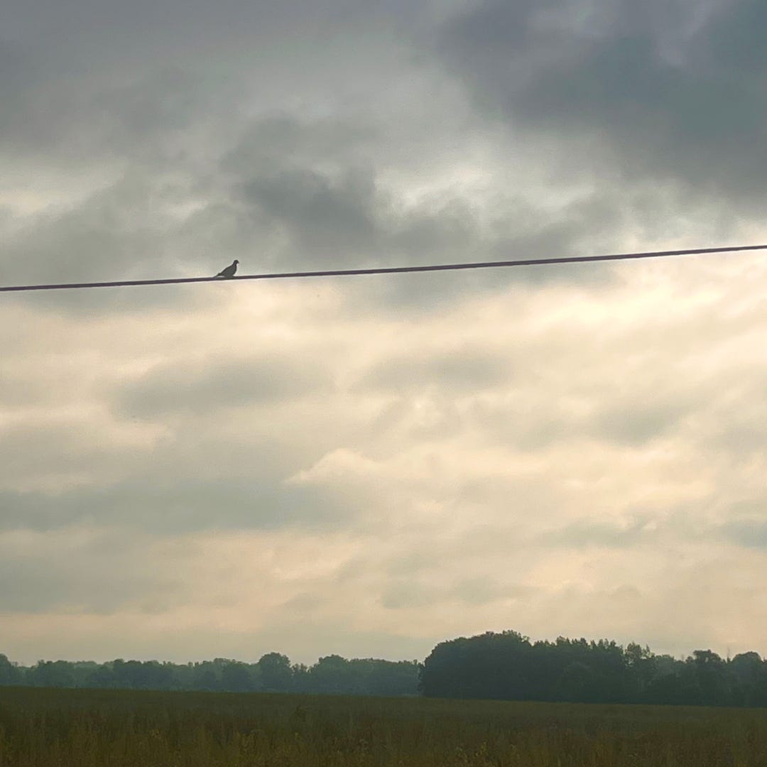 Photo of a bird sitting on an electrical wire silhouetted against a dark, cloudy sky