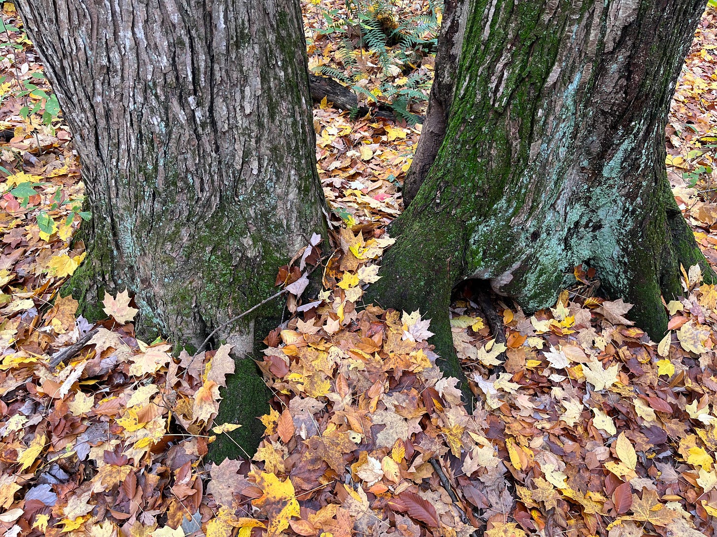 A photo of two large maple trunks surrounded by dead leaves.