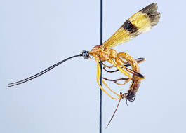 New Parasitoid Wasp Species Discovered ...
