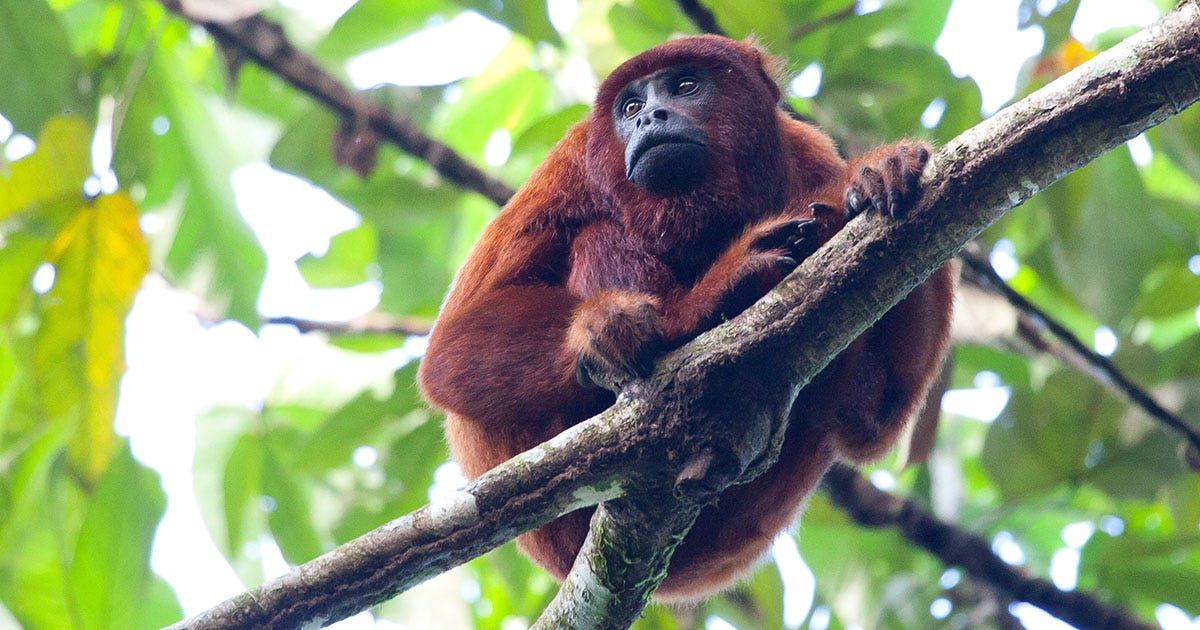 30 Amazon Rainforest Animals to Spot in the Wild - Peru For Less