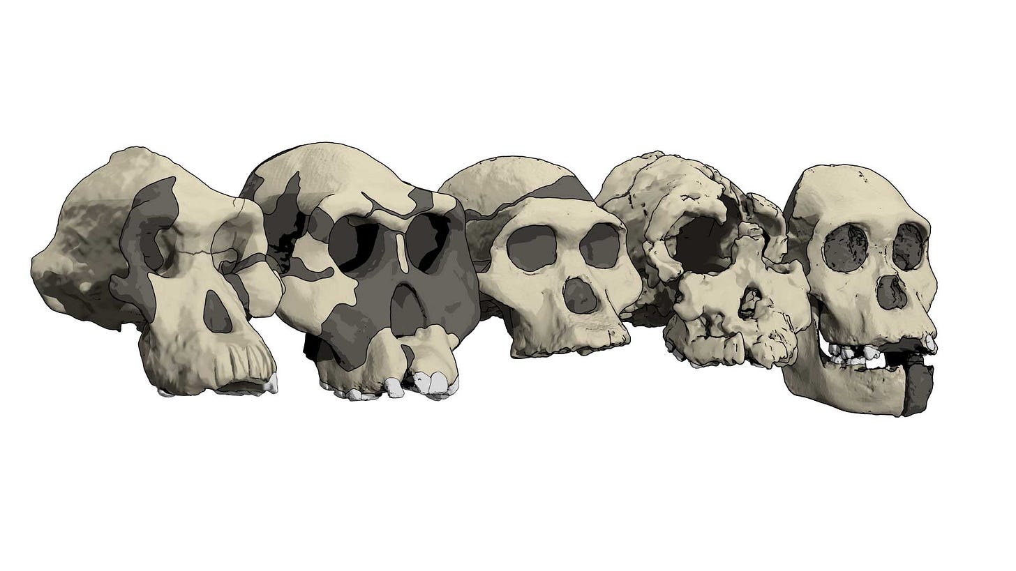 Five fossil skulls in three-quarter view looking toward the right
